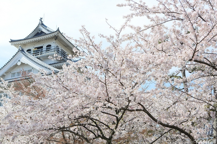 【滋賀】長濱城（豐公園），琵琶湖東岸的櫻花百選