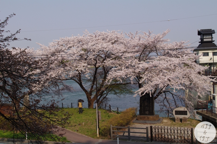 「岩手賞櫻」--北上訪聖地 北上展勝地