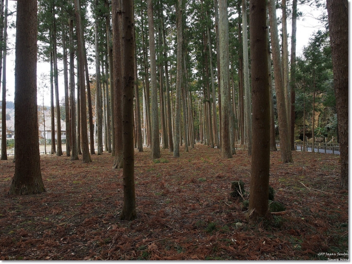 [日本東北自助行]-宮城-松島海岸-松島海岸逛逛+魚市場烤牡蠣吃到飽