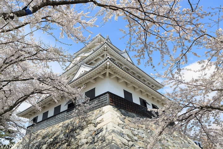 【滋賀】長濱城（豐公園），琵琶湖東岸的櫻花百選