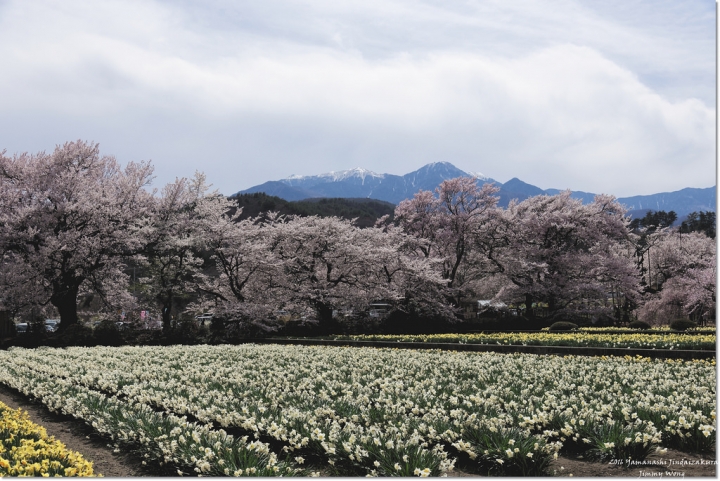 [日本富士山環山之旅]-山梨-我在南阿爾卑斯連峰下遇見2000年樹齡山高神代櫻