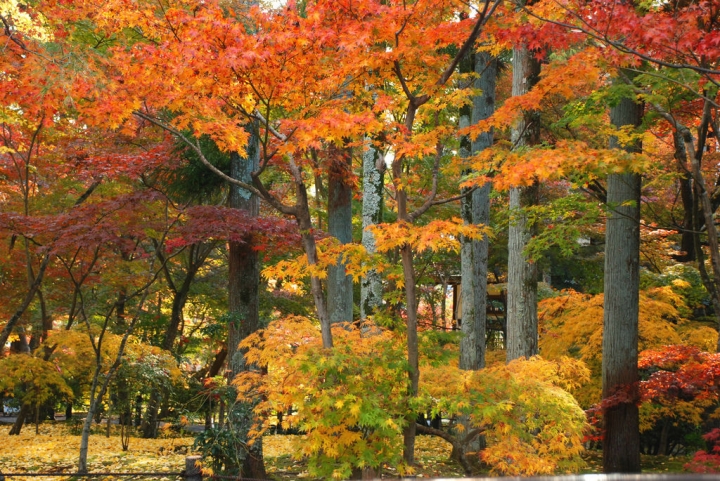 ＜日本＞2011自私之日本行~永觀堂外圍、京都御院