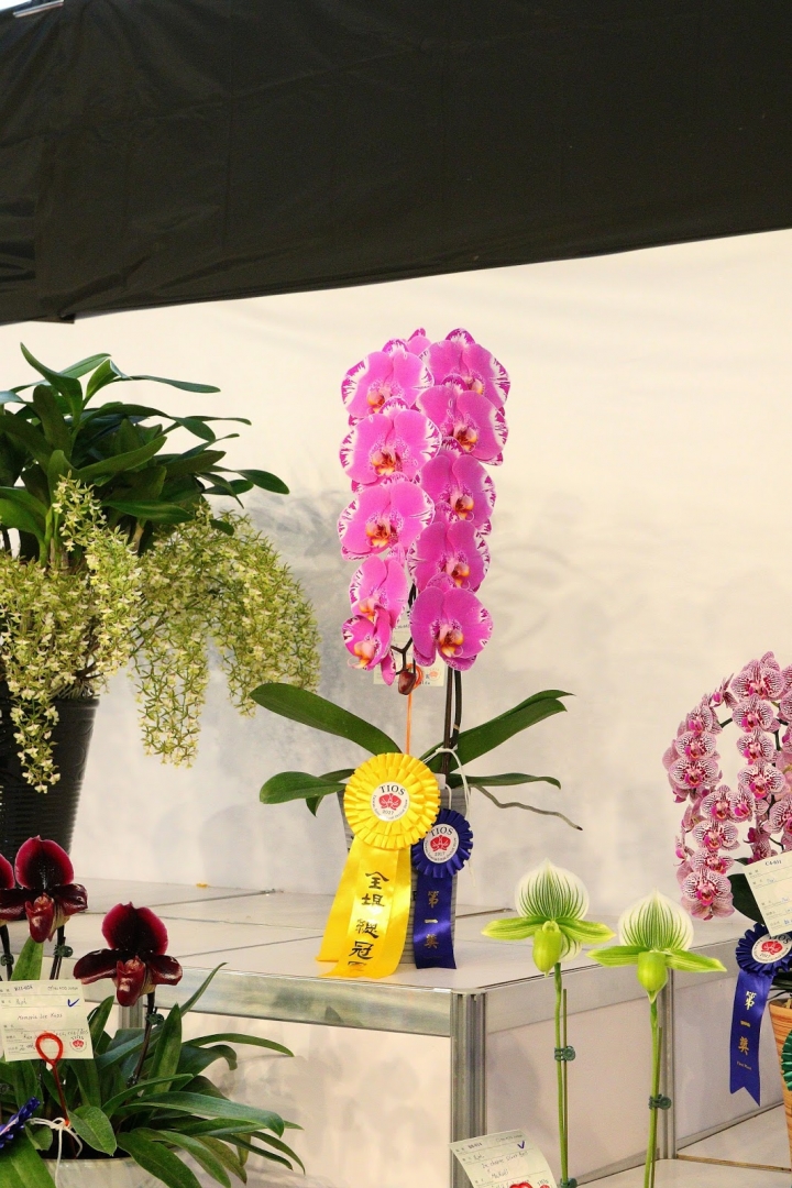 [台南][後壁] 2017台灣國際蘭展 - 台南台蘭•生生不息