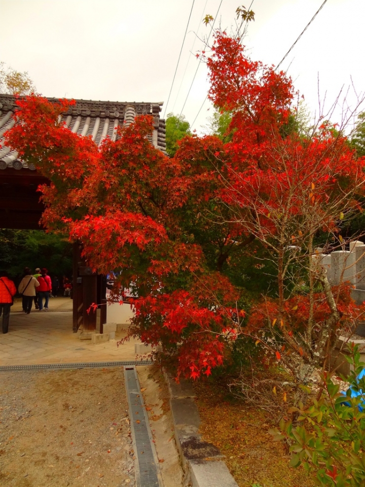 ＜日本＞2011自私之日本行~東福寺、三十三間堂、西本願寺、新京極