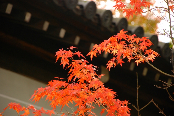 ＜日本＞2011自私之日本行~東福寺、三十三間堂、西本願寺、新京極