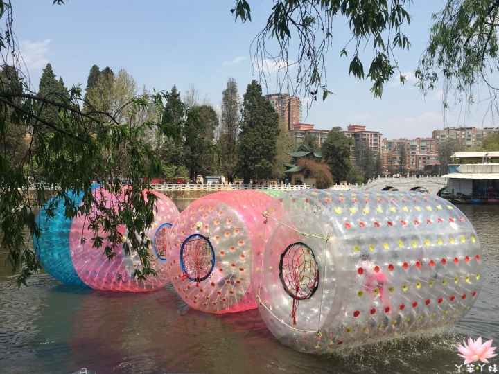 【中國・昆明・2016】昆明翠湖公園-西伯利亞紅嘴鷗過境地