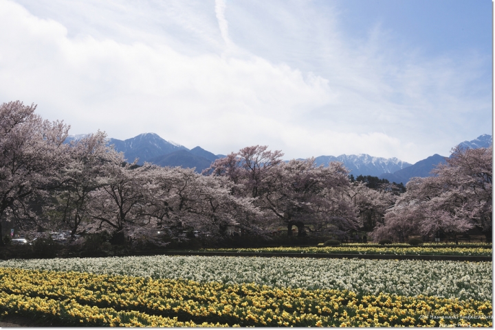 [日本富士山環山之旅]-山梨-我在南阿爾卑斯連峰下遇見2000年樹齡山高神代櫻