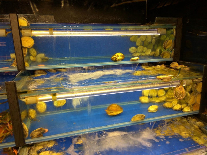 [活海鮮鐵板燒]台中大江戶町食記~日式料理風~漁市場重現~龍蝦界勞斯萊斯~玫瑰/黃金龍蝦~上等青口鰻~老饕牛肉~CP值高!