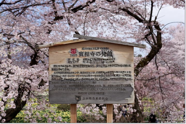 [日本富士山環山之旅]-山梨-我在南阿爾卑斯連峰下遇見2000年樹齡山高神代櫻
