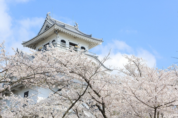 【滋賀】長濱城（豐公園），琵琶湖東岸的櫻花百選