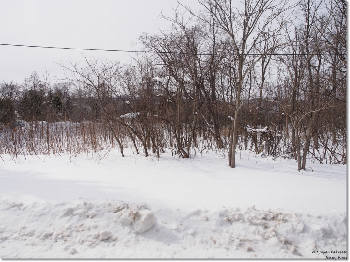 [日本東北自助行]-延伸北海道函館-巧遇冰雪奇緣雪寶-大沼國定公園(爽吃3.6kg帝王蟹)