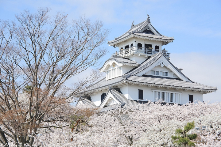 【滋賀】長濱城（豐公園），琵琶湖東岸的櫻花百選