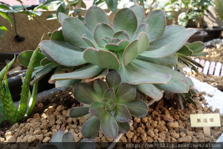 『桃園美食』-龜山山鶯路． Bistro 181法國餐廳 / 法式料理 / 有機法式料理 / 義大利麵