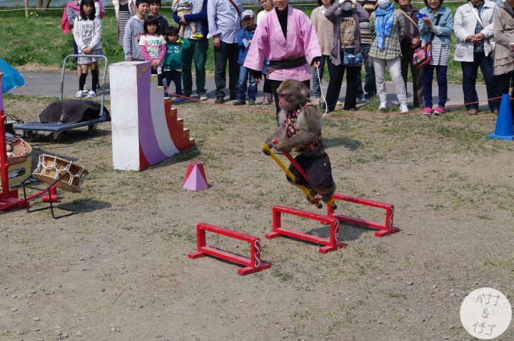 「岩手賞櫻」--北上訪聖地 北上展勝地