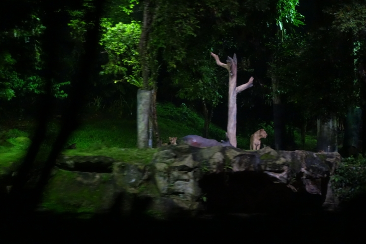 <新加坡>2016新加坡知性之旅~牛車水佛牙寺、小印度區、夜間動物園