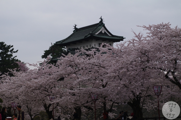 日本最強的賞櫻景點 The Pink World 弘前城