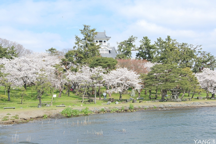 【滋賀】長濱城（豐公園），琵琶湖東岸的櫻花百選
