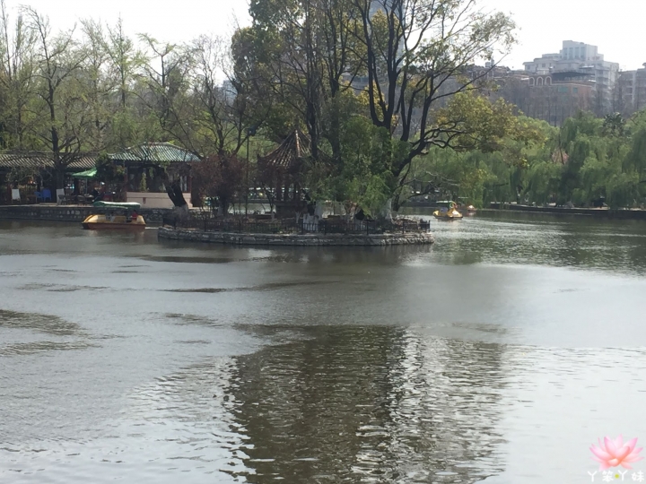 【中國・昆明・2016】昆明翠湖公園-西伯利亞紅嘴鷗過境地