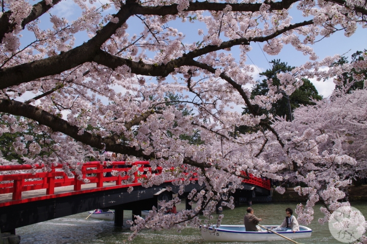 日本最強的賞櫻景點 The Pink World 弘前城