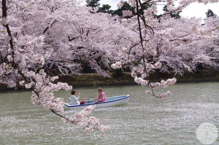 日本最強的賞櫻景點 The Pink World 弘前城