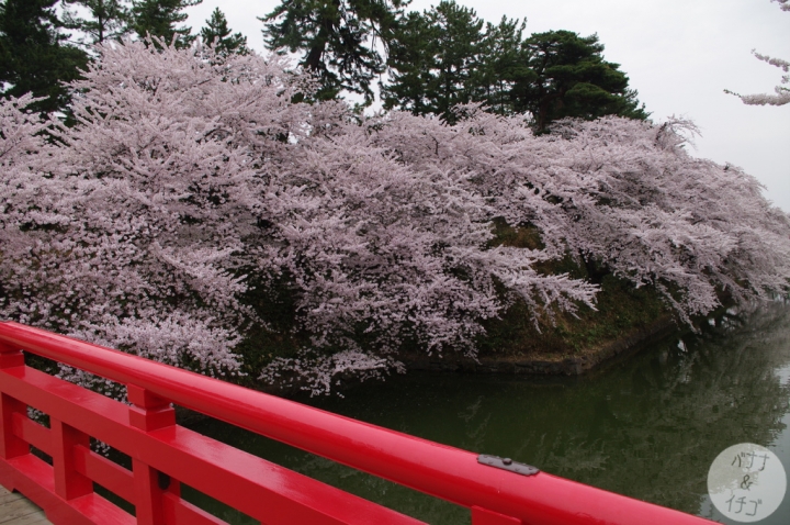 日本最強的賞櫻景點 The Pink World 弘前城