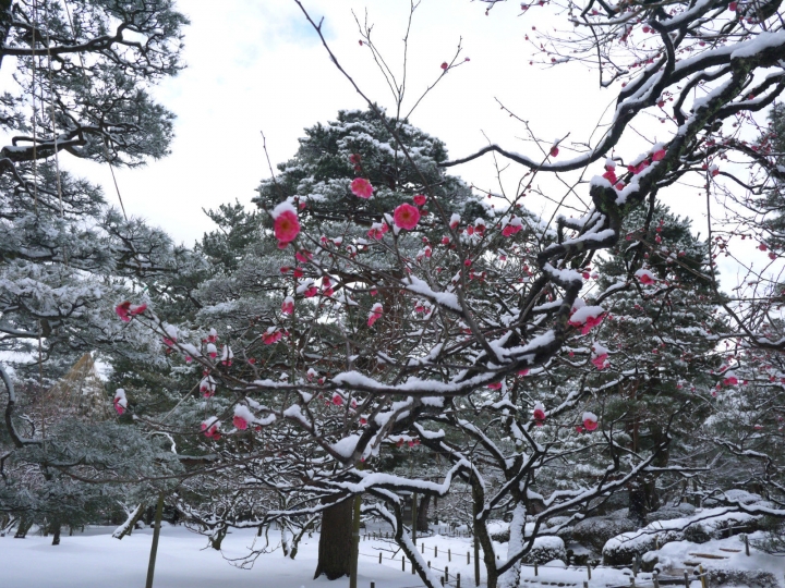 【日本 中部/石川金澤】兼六園-日本三大名園之一的絕美雪景