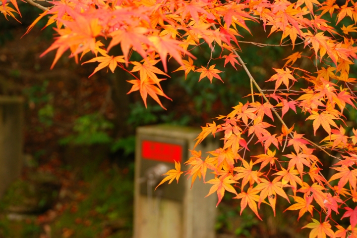 ＜日本＞2011自私之日本行~東福寺、三十三間堂、西本願寺、新京極