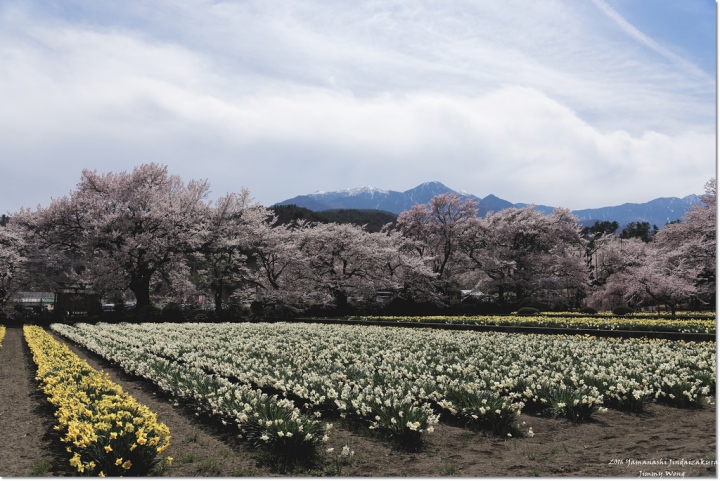 [日本富士山環山之旅]-山梨-我在南阿爾卑斯連峰下遇見2000年樹齡山高神代櫻