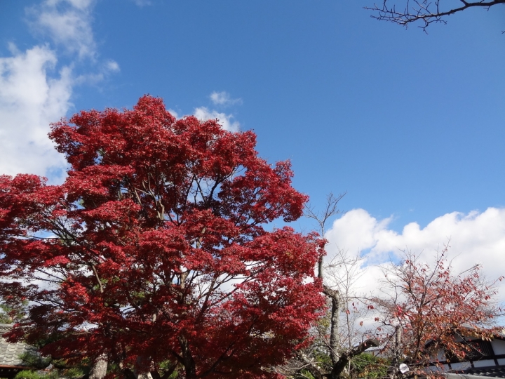 ＜日本＞2011自私之日本行~天龍寺、金閣寺、北野天滿宮、嵐山