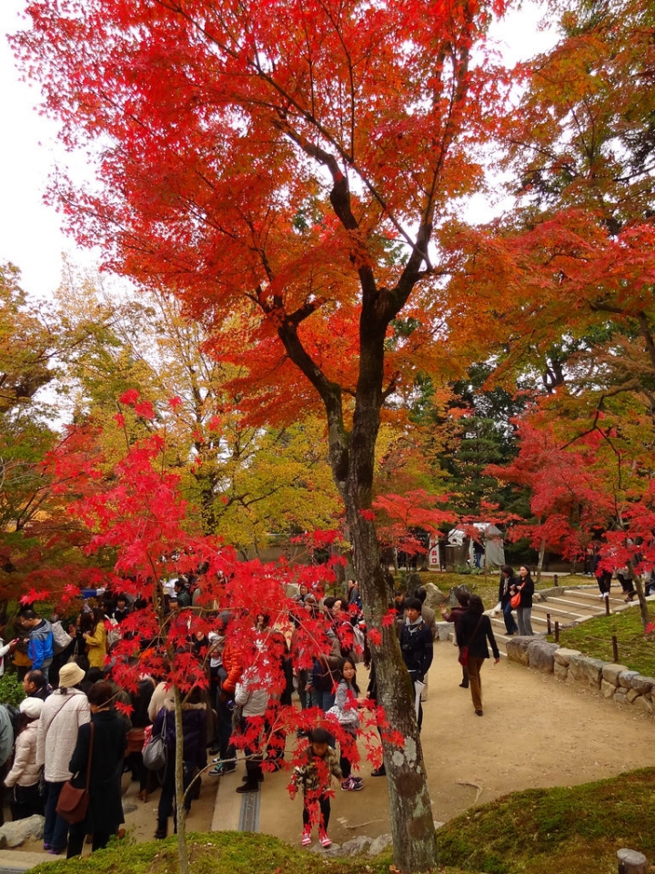 ＜日本＞2011自私之日本行~東福寺、三十三間堂、西本願寺、新京極