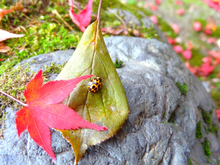 ＜日本＞2011自私之日本行~東福寺、三十三間堂、西本願寺、新京極