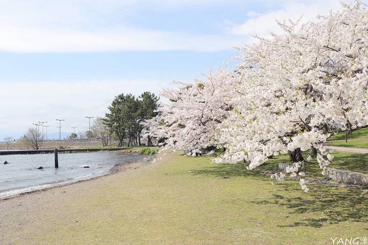 【滋賀】長濱城（豐公園），琵琶湖東岸的櫻花百選