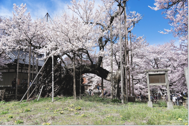[日本富士山環山之旅]-山梨-我在南阿爾卑斯連峰下遇見2000年樹齡山高神代櫻