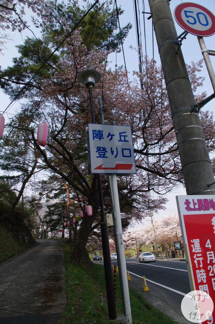 「岩手賞櫻」--北上訪聖地 北上展勝地