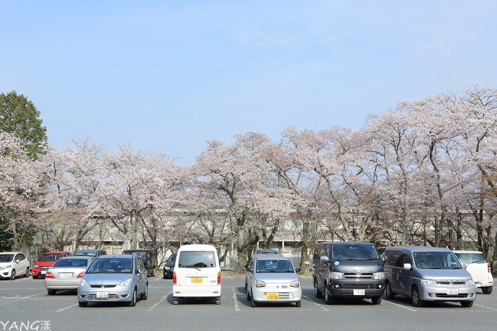 【滋賀】三井寺（園城寺），不看「三井晚鐘」看櫻花