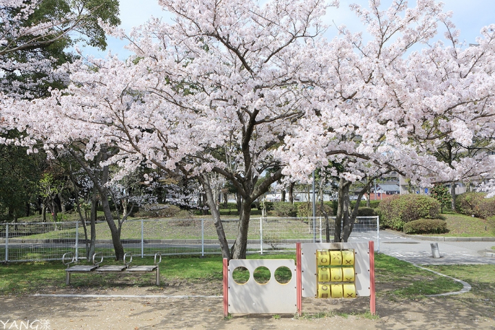 【滋賀】長濱城（豐公園），琵琶湖東岸的櫻花百選