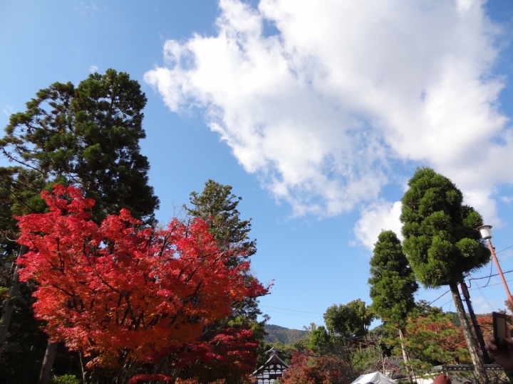 ＜日本＞2011自私之日本行~天龍寺、金閣寺、北野天滿宮、嵐山