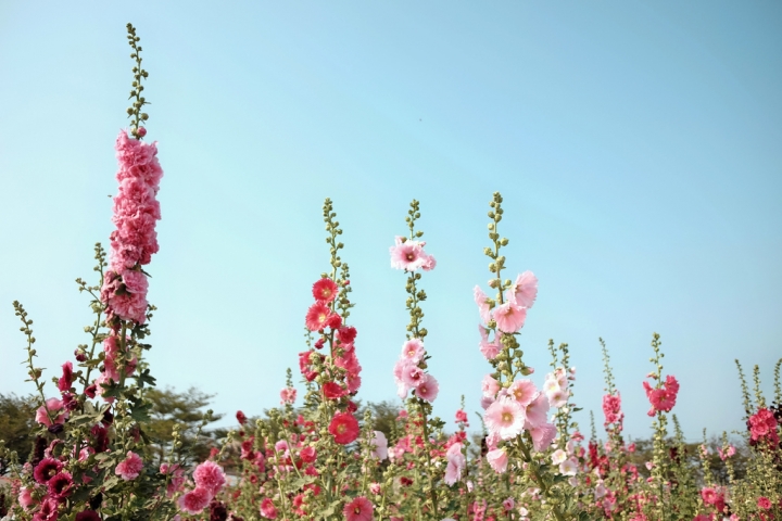 【台南學甲】『蜀葵花田』春天花季♡，被滿滿粉嫩感蜀葵花海包圍著，遊走在花田迷宮│隱身在一望無際的麥田超美的