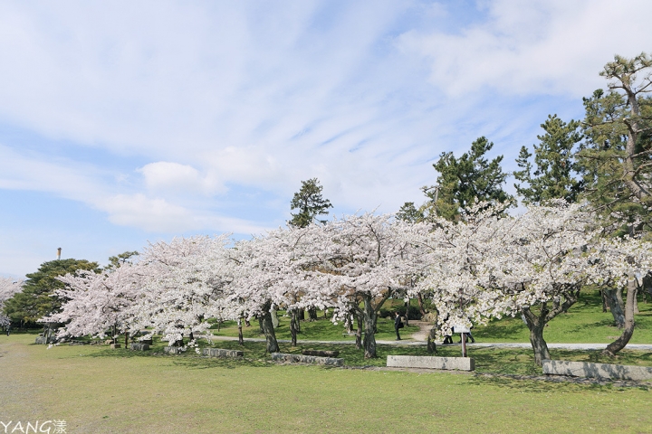 【滋賀】長濱城（豐公園），琵琶湖東岸的櫻花百選