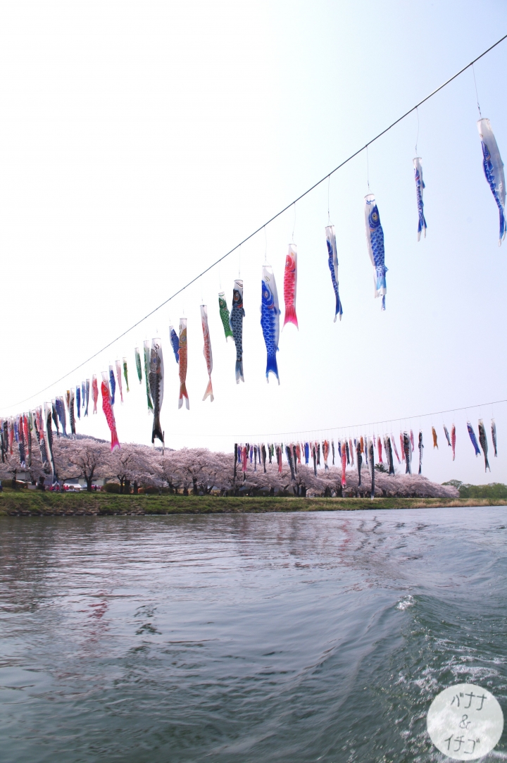 「岩手賞櫻」--北上訪聖地 北上展勝地