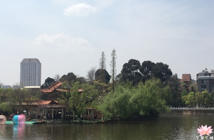 【中國・昆明・2016】昆明翠湖公園-西伯利亞紅嘴鷗過境地