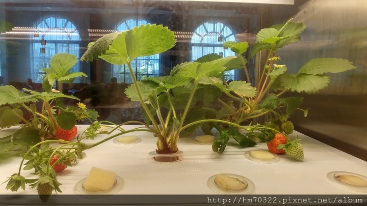 『桃園美食』-龜山山鶯路． Bistro 181法國餐廳 / 法式料理 / 有機法式料理 / 義大利麵