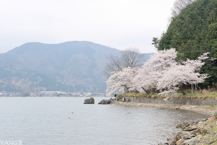 【滋賀】海津大崎，琵琶湖畔賞櫻名所