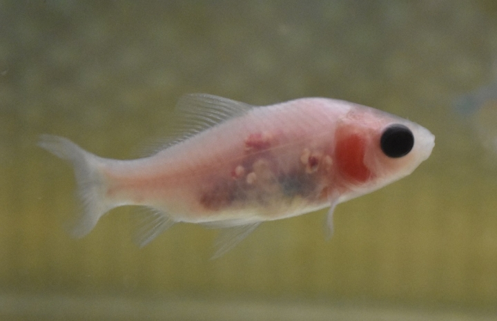 魚淺在水底一動也不動是怎麼了