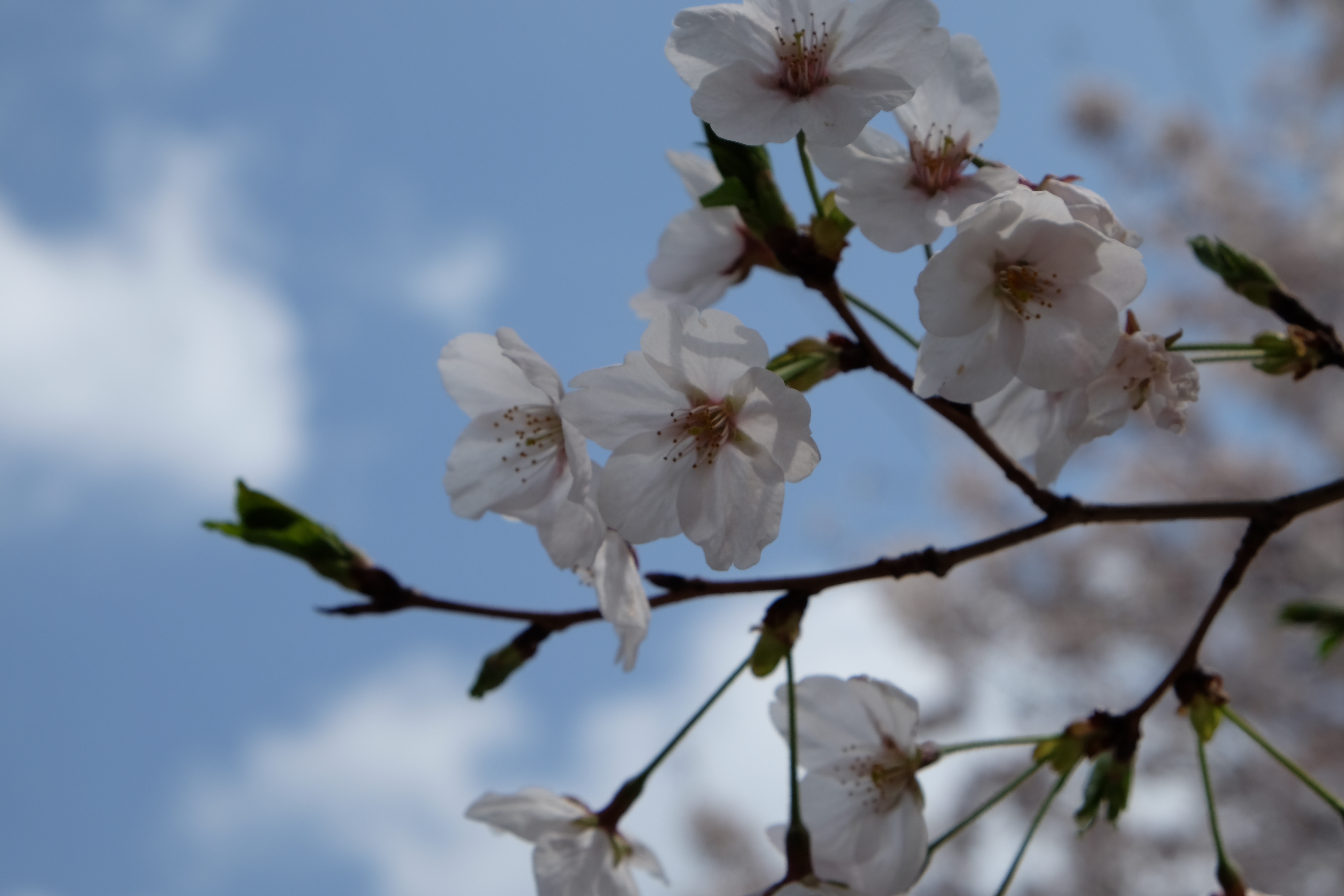 FUJIFILM X-T1+XF18-55  河口湖東京自助七日賞櫻之旅