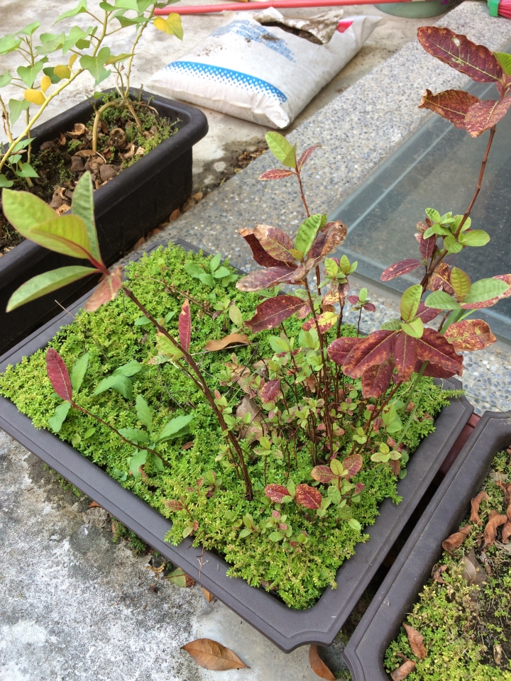 請問植物名及生病植物處理