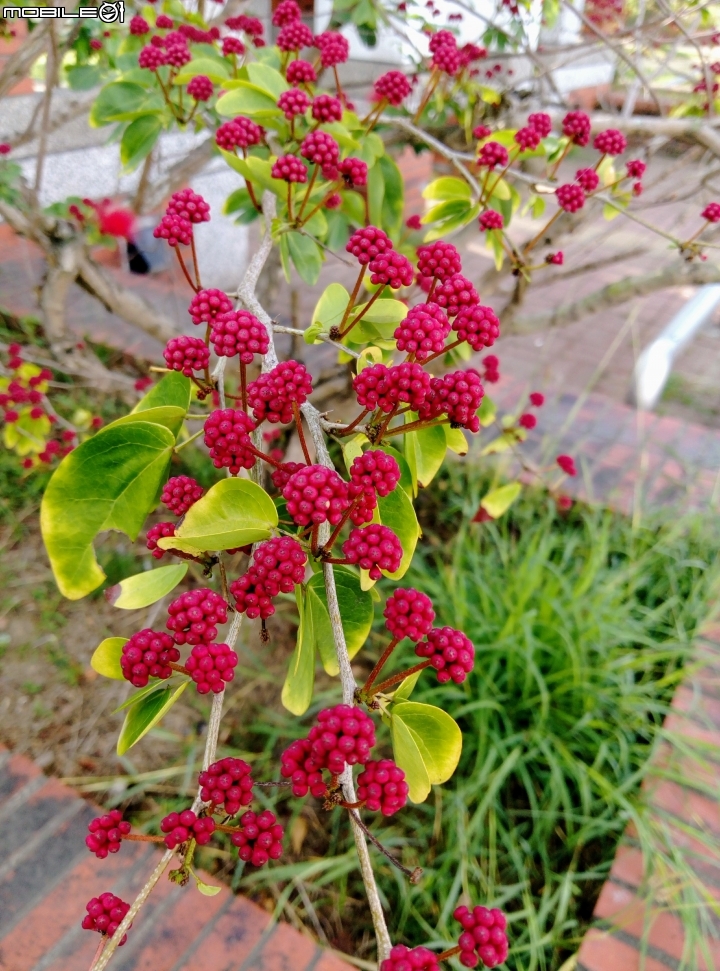 台南市歸仁區運動公園粉撲花4月22號
