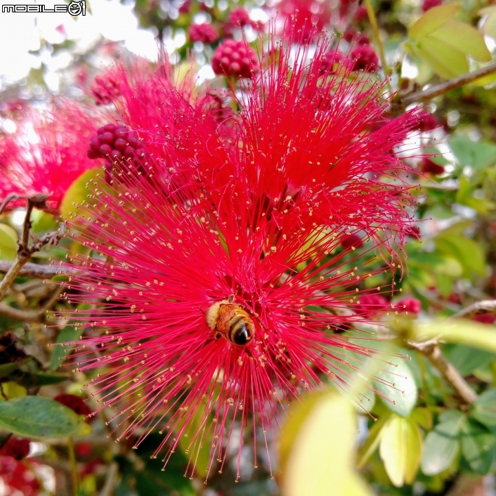 台南市歸仁區運動公園粉撲花4月22號