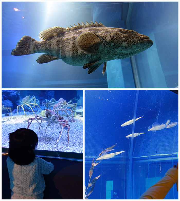 〈關西親子自助行〉Day7:親子景點「海遊館」‧天保山廣場 鶴橋風月‧大阪燒