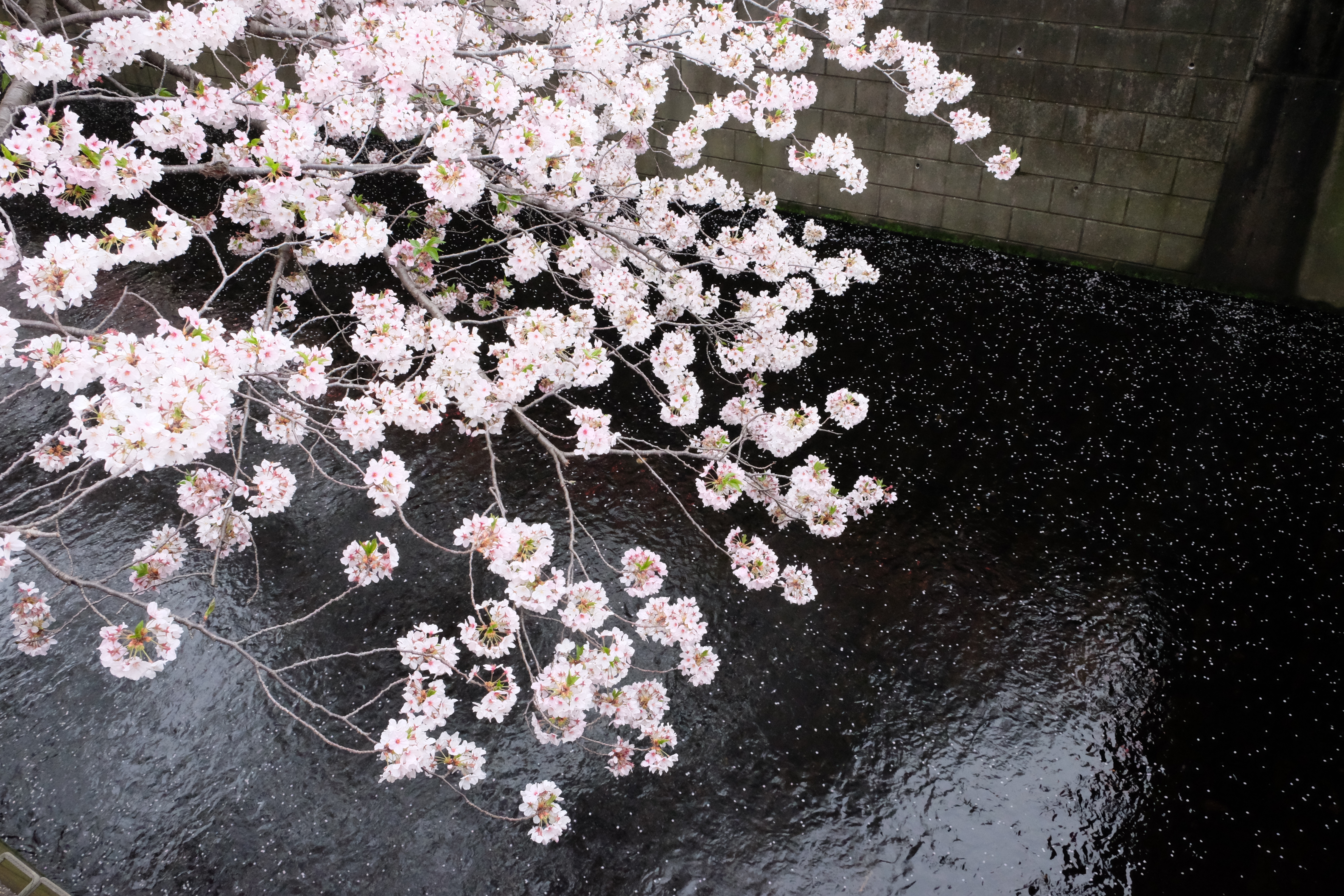 FUJIFILM X-T1+XF18-55  河口湖東京自助七日賞櫻之旅